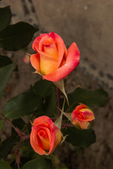 Rosas. Flores de jardín. Flores que evocan amor y amistad. Recursos gráficos muy usados en el Día de la Madre, San Valentín y para ocasiones especiales. 