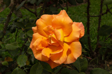 Rosas. Flores de jardín. Flores que evocan amor y amistad. Recursos gráficos muy usados en el Día de la Madre, San Valentín y para ocasiones especiales. 