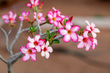Obraz premium Flor del desierto