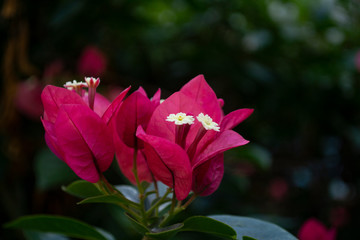 Close up of pink bougainvillea flowers with dark defocused background