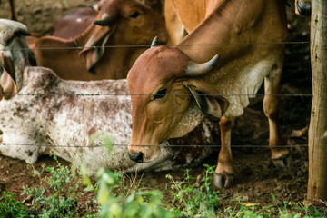Um role pela fazenda