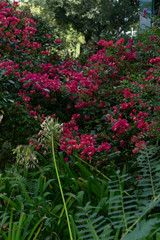 Garden with pink bougainvillea flowers