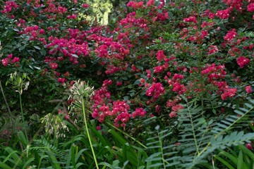 Fototapeta na wymiar Garden with pink bougainvillea flowers