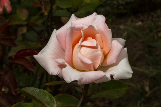 Rosas. Flores de jard&iacute;n. Flores que evocan amor y amistad. Recursos gr&aacute;ficos muy usados en el D&iacute;a de la Madre, San Valent&iacute;n y para ocasiones especiales. 