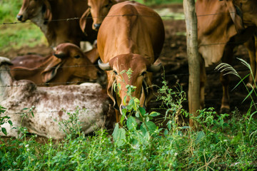 Um role pela fazenda
