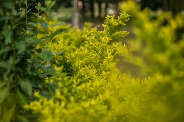 Natureza Silvestre, um passeio pelo campo