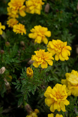 Yellow tagetes flower in the garden