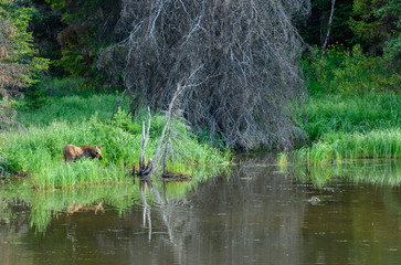 Beaver Intimidates Young Moose