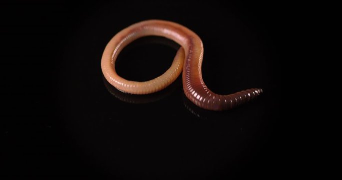 Close up of red earthworm on a black background. Night crawler creeping in slow motion.