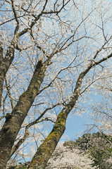 桜　鹿児島県出水市高川ダム湖のさくら