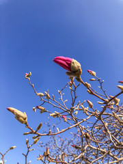 Bloom