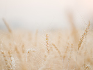 Golden wheat field with sunset background.