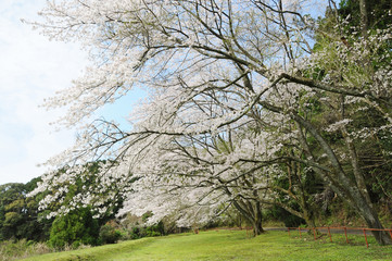 桜　鹿児島県出水市高川ダム湖のさくら