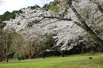 桜　鹿児島県出水市高川ダム湖のさくら