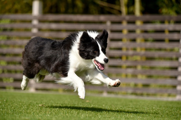 Fototapeta premium ドッグランで遊ぶボーダーコリー