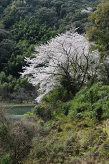 桜　鹿児島県出水市高川ダム湖のさくら
