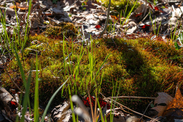 moss on the old tree in the forest