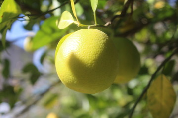 Fruto naranja árbol color naranja