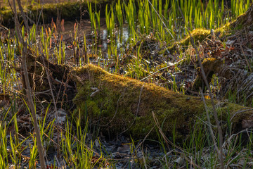 old bough in the swamp