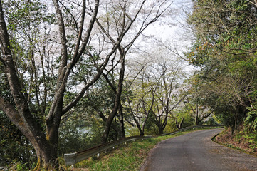 桜　鹿児島県出水市高川ダム湖のさくら