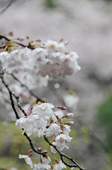 桜　鹿児島県出水市高川ダム湖のさくら