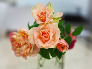 The beautiful roses in my garden bloom in the morning sun.