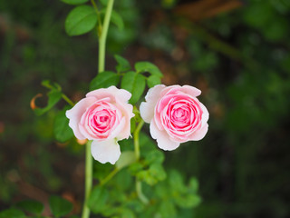 The beautiful roses in my garden bloom in the morning sun.