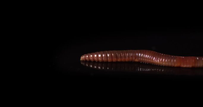 Close up of red earthworm on a black background. Night crawler creeping in slow motion.