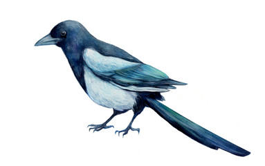 magpie. watercolor bird illustration