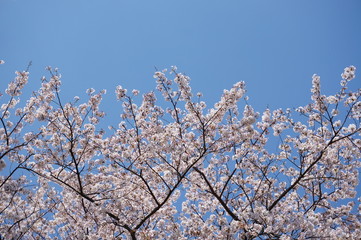 青空と桜