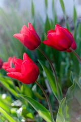 Red tulip in garden