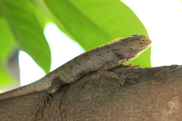 green lizard on a branch