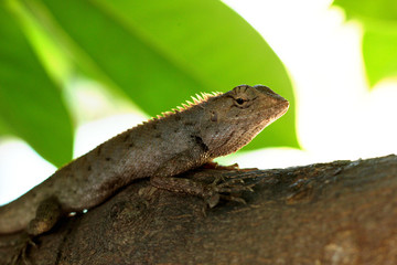 green lizard on a tree
