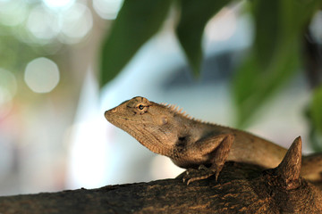 bearded dragon lizard