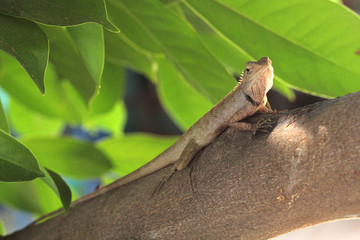 green lizard on a tree