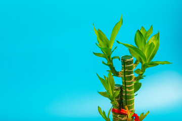 Ribbon dracaena tree or Lucky bamboo grown-up on blue background and space for text.
