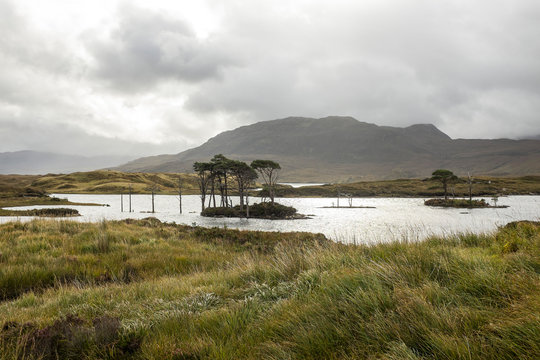Wild Landscape of Loch Assynt with Partially Submerged Pine Trees in Sutherland, Scotland