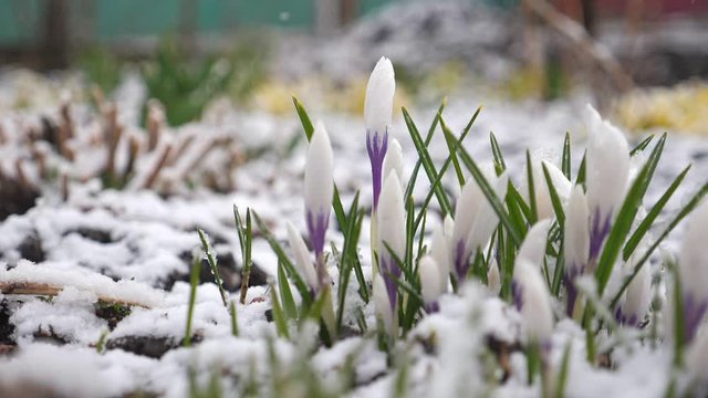 Snow is falling on green grass and flowers. Snowy weather in countryside. Winter nature. First snowflakes