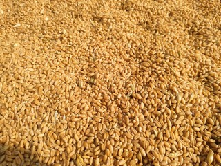 Dried wheat seeds arranged as background. Nepal