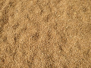 Dried wheat seeds arranged as background. Nepal