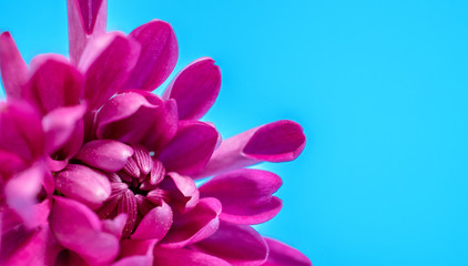 macro photo of a red chrysanthemum on a blue background in the corner of the frame with space for text
