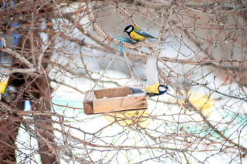 winter bird life in the city, two Tits fly next to a homemade feeder