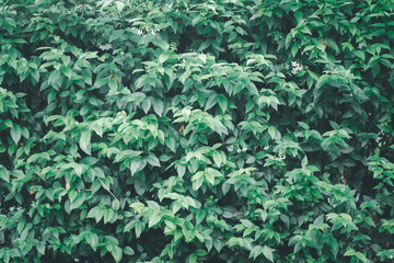 Fototapeta na wymiar Green leaf texture or leaf background