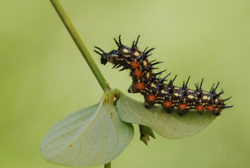 caterpillar on a leaf