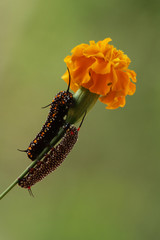 caterpillar on a flower