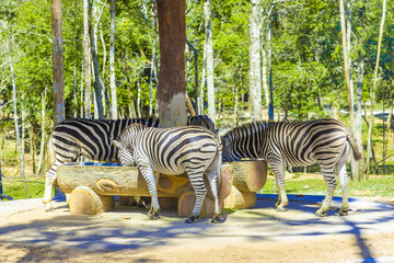 Fototapeta na wymiar many beautiful, strong zebras eat from one trough. 