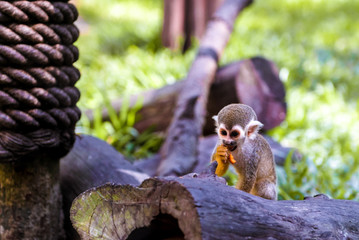 little funny monkeys eat on twigs.