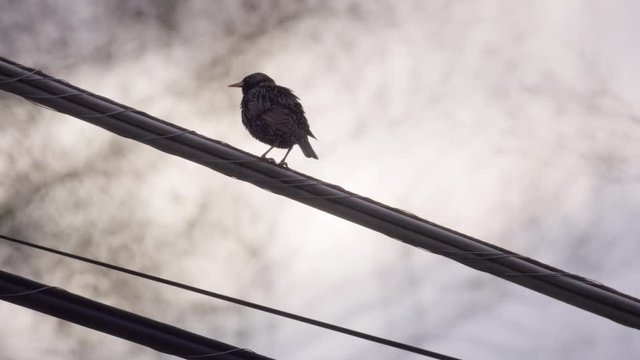 Starling Flying off Power Line - Slow Motion 4K