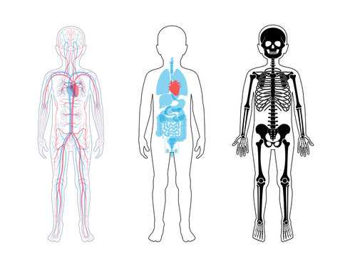Internal structure of human child body
