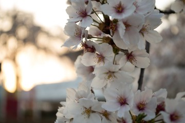 桜